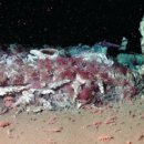 분홍돼지 이미지