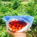 맥반골농원 이미지