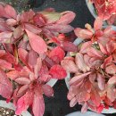 양지리 농장 이미지