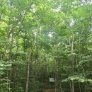 노을숲제주 | 제주도 힐링여행_사려니숲길, 용담해안도로 노을, 제주프리다이빙스쿨 체험