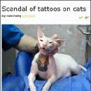 샾피부하다