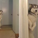 크로스핏킹콩 이미지