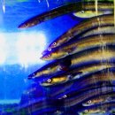 장어의꿈 이미지