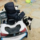 냥이 주택 이미지