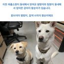 [청와대청원]포천파출소에사는 왕방이 왕순이를 지켜주세요 ! 이미지