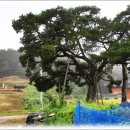 운성부원군묘 이미지