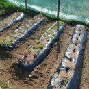 선애황토방 이미지