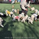 멍글멍글애견호텔미용 | 봉봉멍스쿨 애견유치원 애견호텔 애견미용 직접 다녀온 솔직 후기 정리