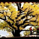 우리 詩 우리 樂 | 꿈속의 수종사/문남선