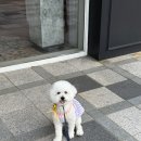 새롬동물병원 | 토리의 동물병원데이🐾 세종 티어하임동물병원 후기