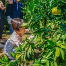 스파벨리스 이미지