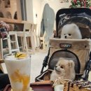 아이탐스PC카페 | 동탄 능동 Fru TAMS(프루탐스), 새로 찾은 카페 다녀온 솔직 후기 (비타민 충전!)