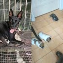 멍글멍글 이미지