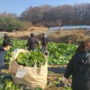 사리면 직원, 절임배추 농가 일손돕기 나서 이미지