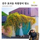 효자5동 주민센터 | 전주 목향장미 숨은 명소, 완산칠봉 인근 효자동 주택가 골목길 숨은 풍경맛집