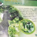 나무친구들 이미지