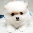 강아지랑나랑 이미지