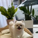 오늘도 예쁘개 이미지
