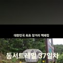 울진소나무 | 동서트레일 52, 53구간 울진 | 금강송 숲과 화전민 마을