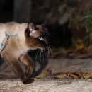 동물병원 전용사료 스패시픽 SPECFIC 샴고양이 콜라와 순돌이 반응
