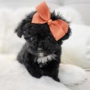 해시도그 이미지