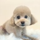 도그허니 이미지