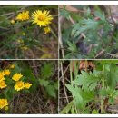 보화다원 이미지