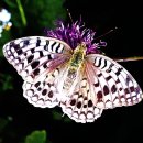 6.19 곤충강 _ 나비목5 (영어 이름 Moths, Butterflies) 이미지