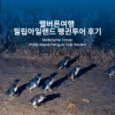 멜버른여행 필립아일랜드 바다에서 나와서 퇴근하는 펭귄투어 후기