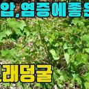 한국의 약용식물(새모래덩굴)-고혈압,염증에좋은 산약초 조회수 1.1천회 3년 전 이미지