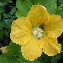 꽃이될개 이미지