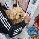 25년 5월 임신 24주 4일~28주 진급누락