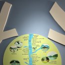 회문산 미스터 코리아, ”헬스트리 서어나무”를 만나다(26.8.22) 이미지