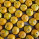 현재농장 | 제주 현타귤 현재농장 인터넷 귤주문 후기