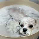 또왕또왕 Dog Salon 네이버블로그