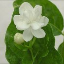 물푸레나무과 상록관목 아라비안 자스민(Arabian Jasmine) 번식 이미지