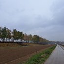 염치읍 은행나무길 이미지