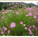 관저초등학교 이미지