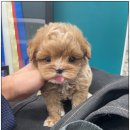 마마스미독 강아지 분양 김해점 이미지