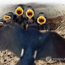 제비들 이미지