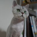 개똥이와냐옹이 이미지