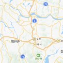 함안 영동리 회화나무 이미지