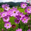 꽃보다아름다운당신 이미지