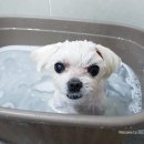 쉬었다가개 이미지