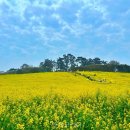 하늘6(유채밭) 이미지