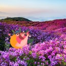 왕숙천둔치공원(무대광장) | 2026 5월 축제 TOP5 비교 (곡성 장미·보성 다향·춘천 마임·서울장미·황매산 철쭉)