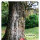 나무마을(tree village)