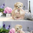 초록애견샵 이미지