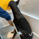 댕댕이 목욕탕 이미지