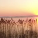 Anne Murray - I Just Fall In Love Again 이미지